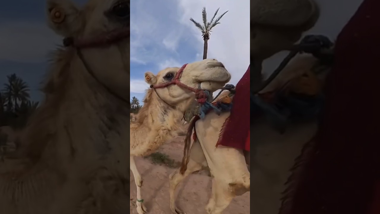 Верблюды могут выпить столько воды! 🐫 