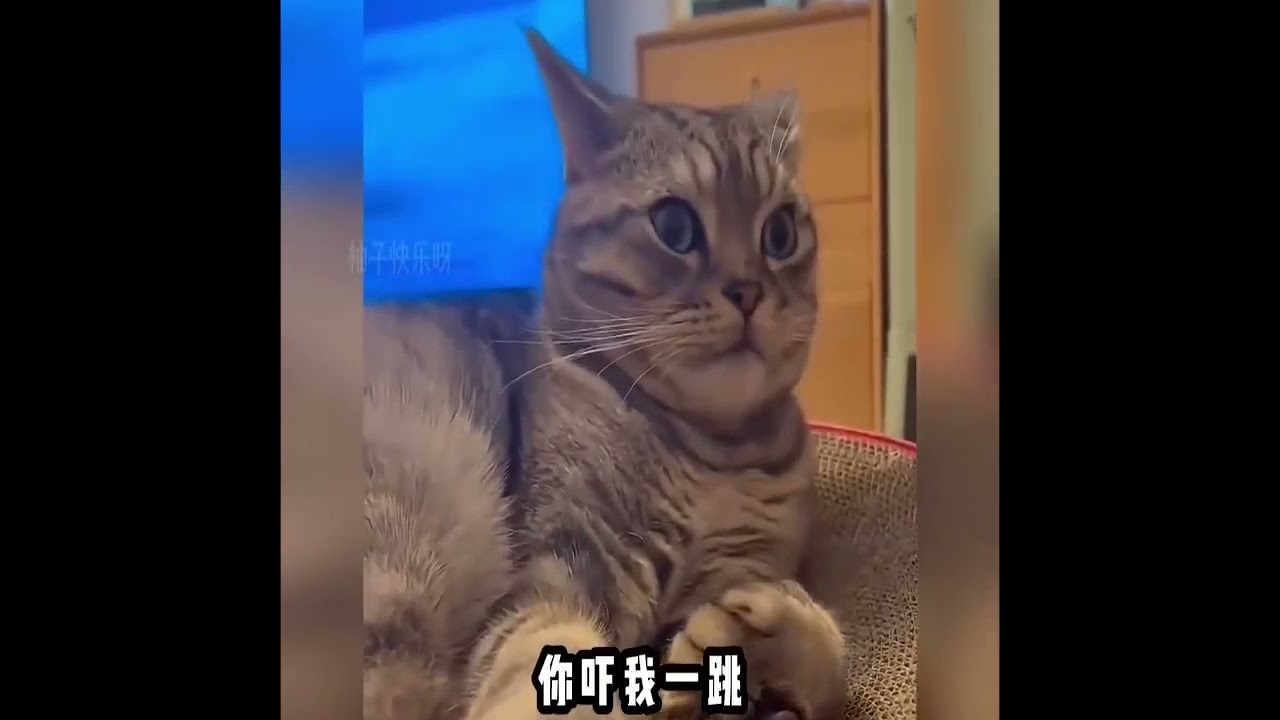 餓壞了的貓咪#搞笑視頻 #貓 #爆笑甜寵