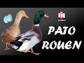 Pato Rouen | Una raza con cualidades únicas