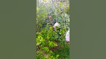harvest  rambotan