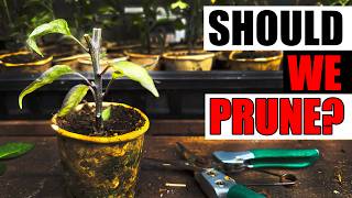 Pepper Pruning/Topping - Garden Quickie Episode 286