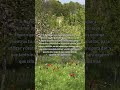 Santo Dios. Ayúdame a llegar a mil subscriptores que lo necesito para que me paguen #cristianos