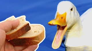The Harsh Truth About Giving Birds Bread