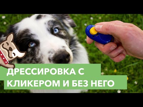 Дрессировка собак с кликером и без него. Советы кинолога.