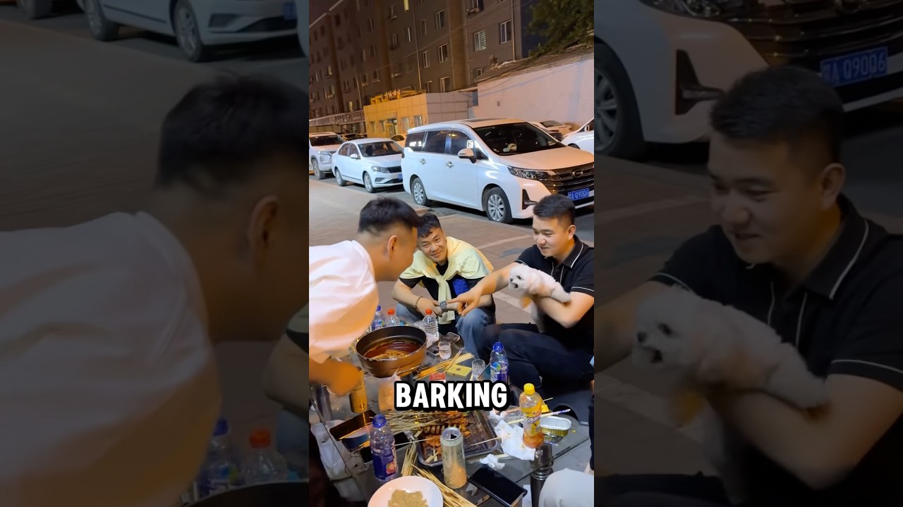 Эта маленькая собака, которая ведет себя агрессивно, когда находится на руках у хозяина.