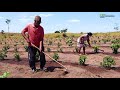 Distribuição de mudas de café clonal em Castanheiras-RO