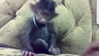 Como Cuando Cosquillas A Tu Hermanito Menor