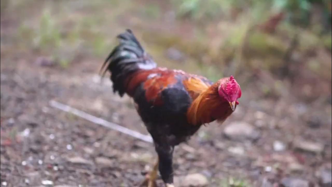 sloggers with chickens