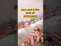 श्री श्याम बिल्डिंग लिफ्टिंग एंड शिफ्टिंग प्राइवेट लिमिटेड ऑल इंडिया सर्विस
