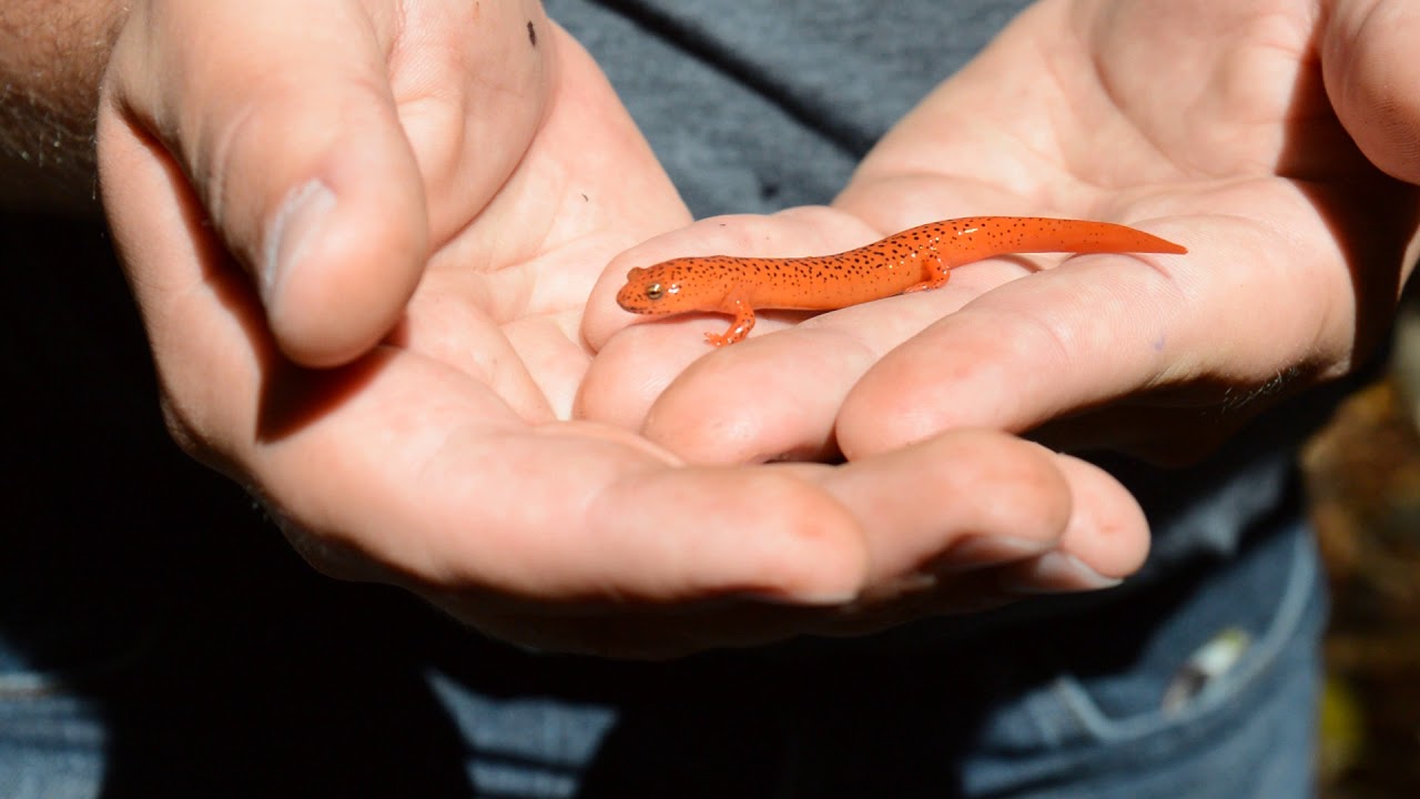 Northern Red Salamander