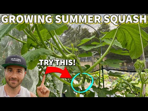 Vídeo: Squash Trellising - Como cultivar squash em um suporte de treliça