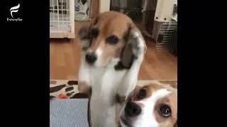 Funniest & Cutest Beagle Puppies #2