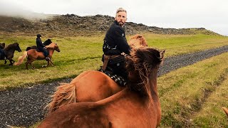 Running with the Herd (50 loose Icelandic Horse)