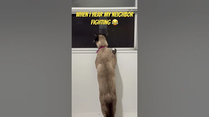 Video 11681461: fight, cat cute funny