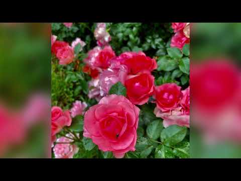 Vídeo: Increïble Flor De França Als Nostres Jardins