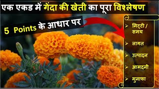 गेंदा फूल की खेती कब और कैसे करें पूरी जानकारी | Marigold Farming In India