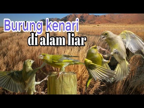 Burung kenari di alam liar, sungguh indah sekali