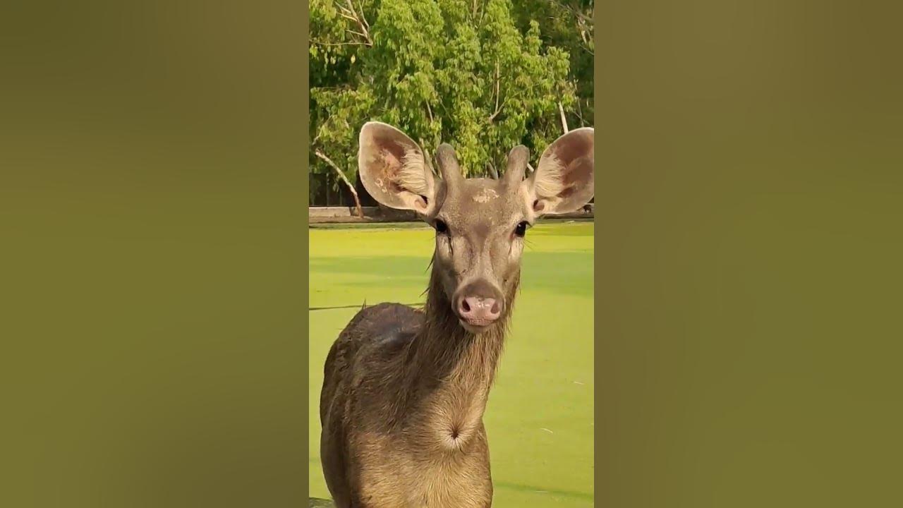 largest-deer-largest-deer-of-asia-sambar-deer-wildlife-wildlife