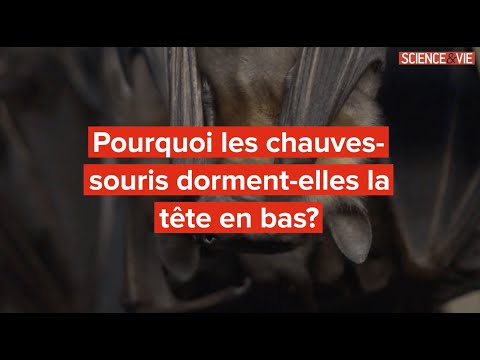 Vidéo: Qui les chauves-souris pendent-elles la tête en bas ?