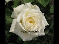 роза плетистая аляска, шиповник и роза, питомник роз полины козловой, rozarium.biz