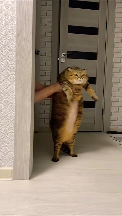 Gasolina cat😱😺😂#funnyshorts #funny