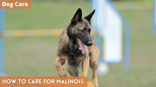 Belgian Malinois Care Guide: Everything You Need To Know  Dog Care