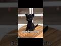 Handmade Gift Idea Crochet Black Cat #halloween #handmade #crochet #blackcat #amigurumi #etsyfinds
