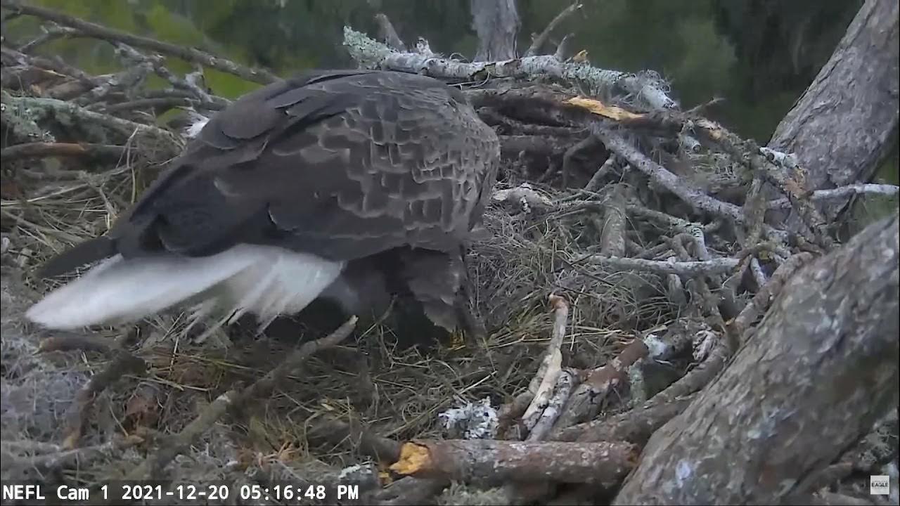 NEFL Cam 1 - Live Bald Eagle Cam 20.12.2021 17:16 - YouTube
