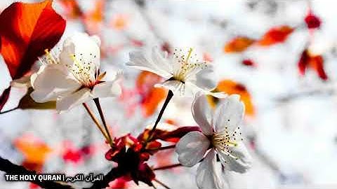 #سورة_الصافات بصوت القارئ اسامة صبحي حسين #تلاوة #القرآن_الكريم #قرآن #القرآن #قران