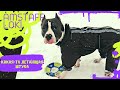 Амстафф 1 год | Испытания Летающей Игрушки | Стаффорд | Amstaff one year | Staffy