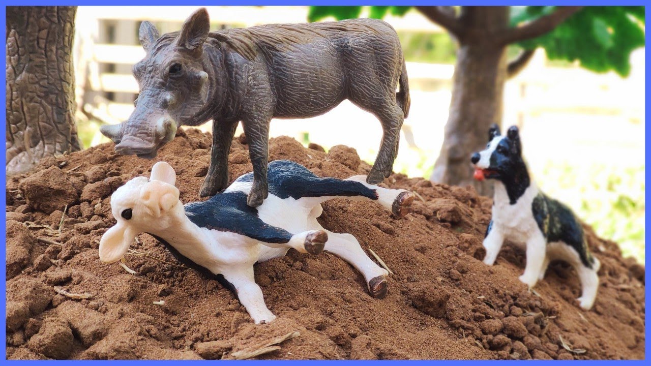 INCRÍVEL! CACHORRO SALVA O BEZERRO DO ATAQUE DO JAVALI 