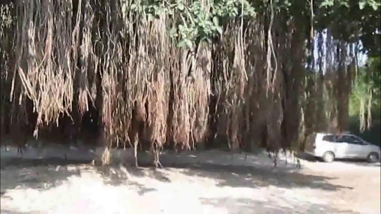 बरगद का विशाल वृक्ष,वड़ोदरा HUGE BANYAN TREE,VADODARA YouTube