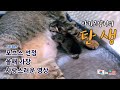 냥줍한 길고양이의 임신과 출산 - 【아기고양이의 탄생 EP.01】. 1+1 이라니..자녀 계획이 없는 부부가 고양이의 임신과 출산을 도와주는 아이러니한 영상