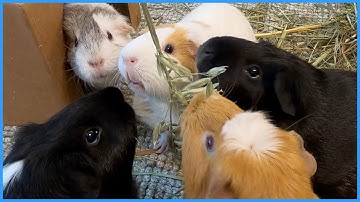 Best guinea pig noises of the wheek! (2021 Week 23)