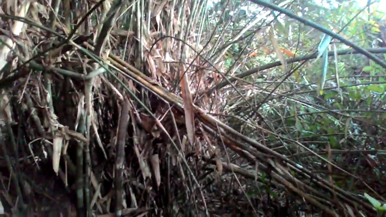 Bambu Petuk Sejajar
