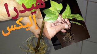 نبات_الهيدرا أو اللواية الإكثار_ والعناية.HEDERA_HELIX