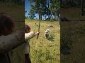 Survival Skill in Red Dead Redemption 2 P1246 #rdr2 #survivaltips #gamingshorts #gaming #shorts