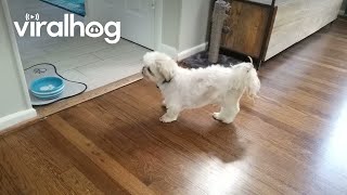 Owner Puts Puppy In Reverse || Viralhog