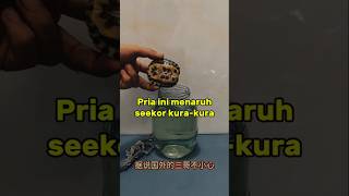 Membuat kandang kura-kura 😁😀 #shortsviral #shortvideo #cina #kurakura