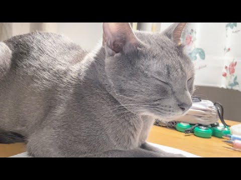 Βίντεο: Korat Cat Breed Υποαλλεργικό, Υγεία και Διάρκεια Ζωής