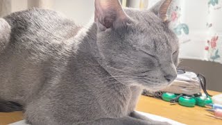 Cat fell asleep while studying | Lucky Korat Cat by Lucky Korat Cat 93 views 2 years ago 2 minutes, 5 seconds
