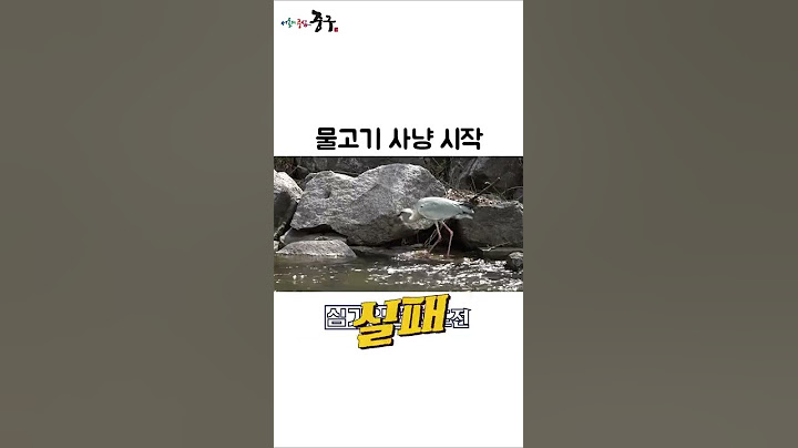 청계천 왜가리 물고기 사냥 나가리 현장 #shorts
