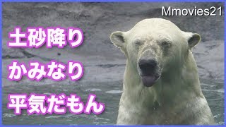 それ何ですか？覗き込むリラ　大雨雷ドンと来いのホッキョクグマ親子