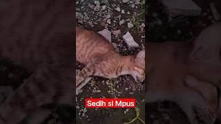sedih mpus mati 🥲 #cover #music #dyingcat #kucing #kucinglucu