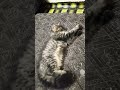 cute kitten sleeping # funny # like and subscribe