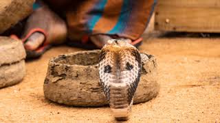 King Cobra Sound Effectshizzing