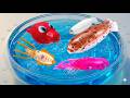 UNBOXING|ONE OF THEM IS INSANE! 🚀 Robot Sea Creatures Speed Test!*