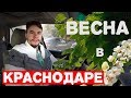 Весна в Краснодаре: какая она обычно? Погода в Краснодаре | про Краснодар