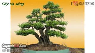 Cây Nguyệt Quế Lá Nhí 10Cm