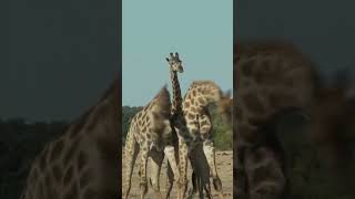 girafes qui se battent à  coups de cou. giraffe fighting fight shorts